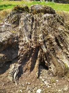 Wood bark forest photo