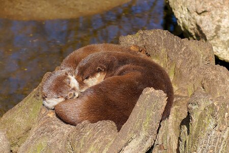 Fur land predator marten