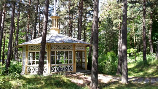 Pine lithuania palanga photo