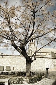 Landscape tree autumn