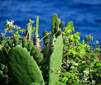 Green flower shrub