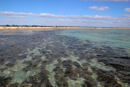 Bacteria nature sea