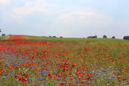 Pointed flower field red poppy photo