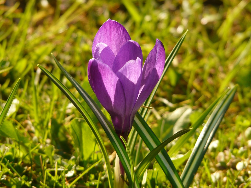 Plant blossom bloom