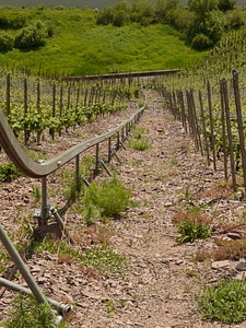 Wine steep location mosel photo