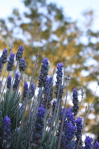 Aromatic flower purple photo