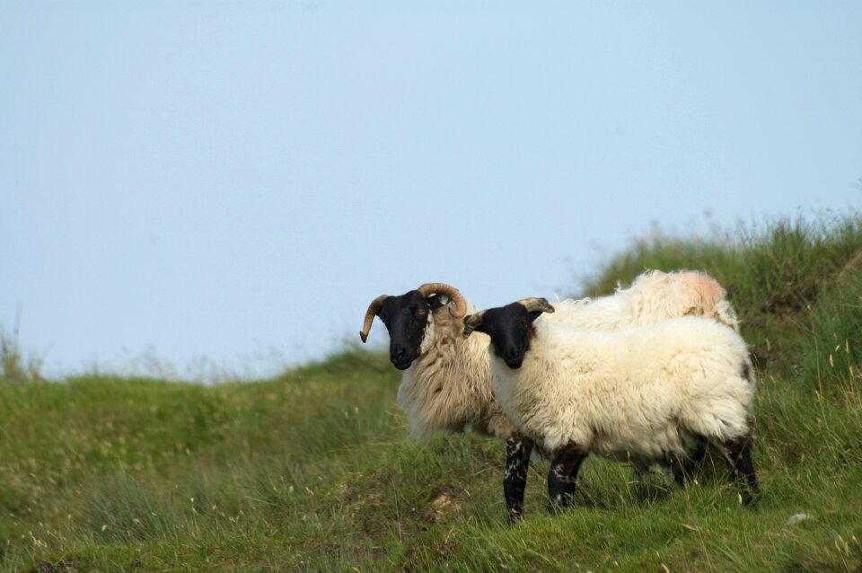 Sheep landscape nature