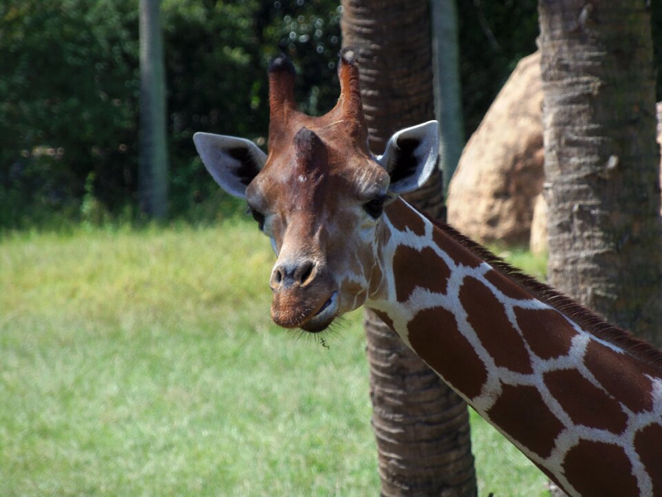 Wildlife wild nature