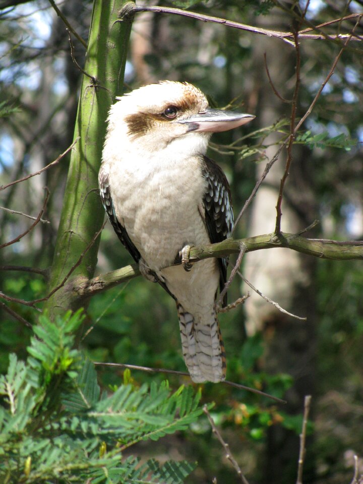 Bird wildlife