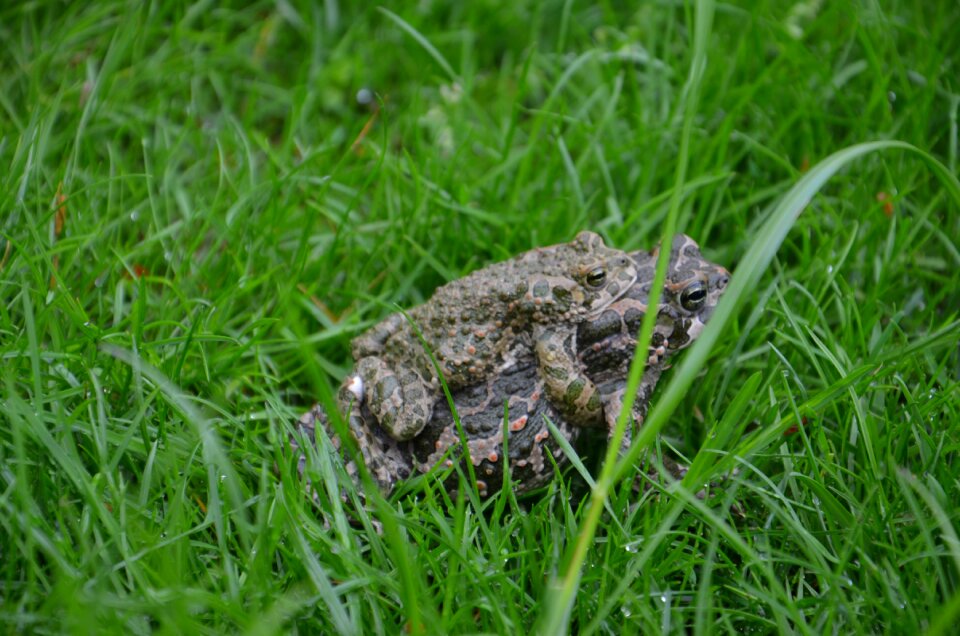 Green meadow animal photo