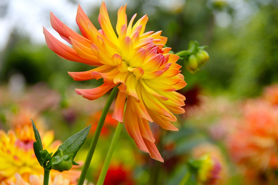 Bloom dahlia garden plant