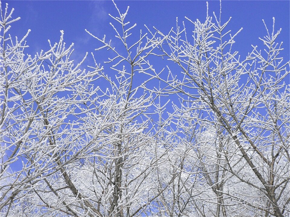 Snow scene snow branches snow forest