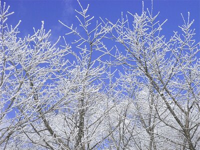 Snow scene snow branches snow forest photo
