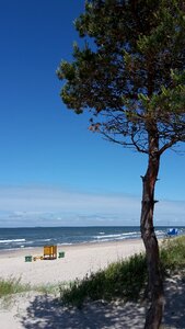 Palanga pine sand
