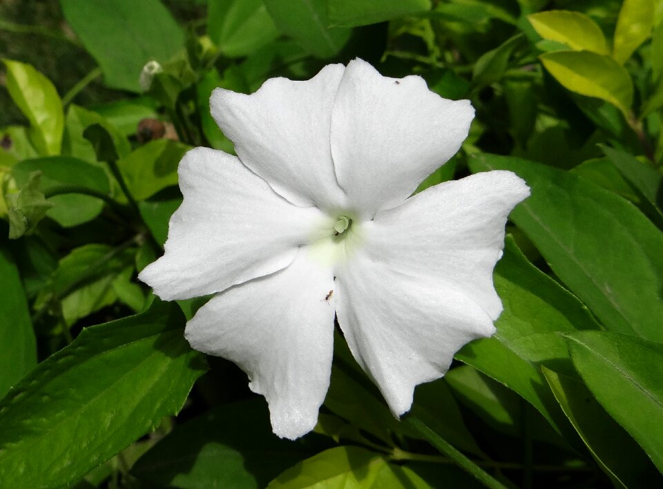 Thunbergia fragrans sweet clock vine white thunbergia