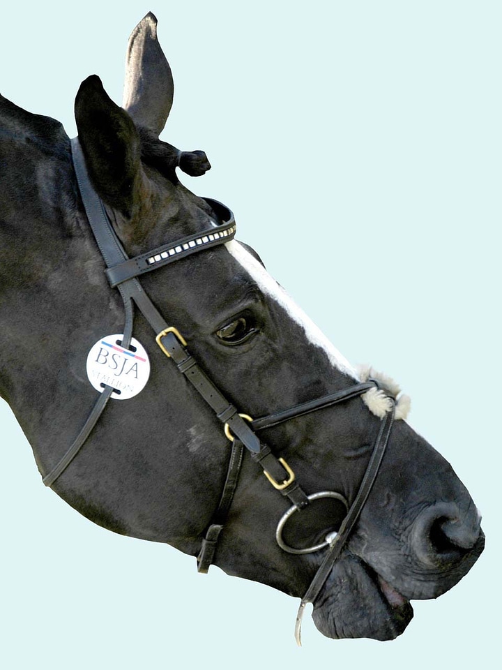 Equine riding animal