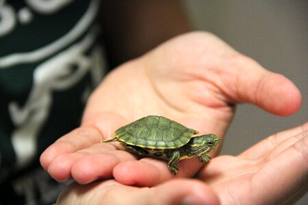 Cute shell