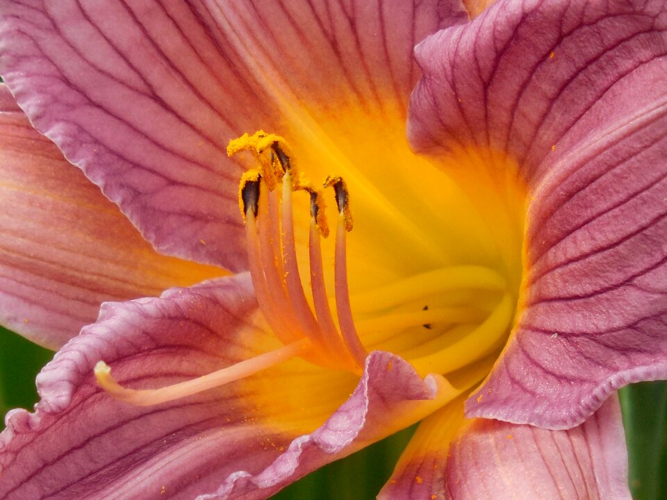 Lily nature flower