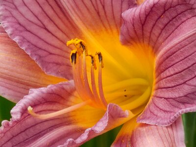 Lily nature flower photo
