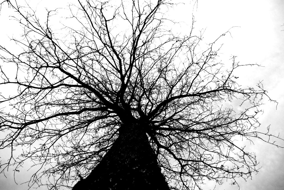 Nature trunk autumn