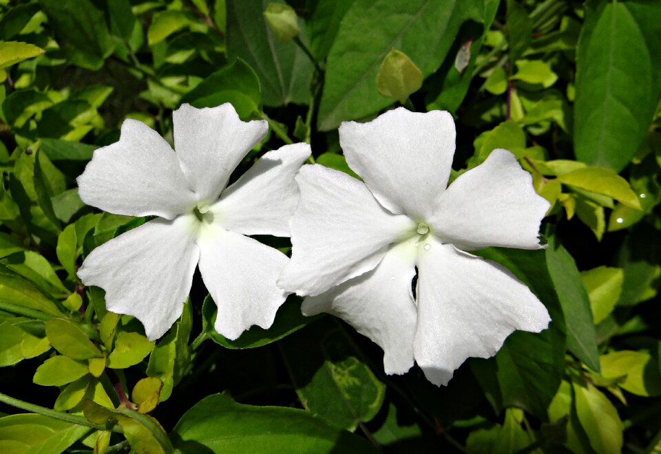 Thunbergia fragrans sweet clock vine white thunbergia