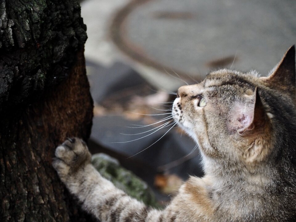 Look up hunting pet
