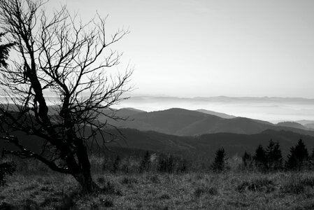 Drought nature wood photo