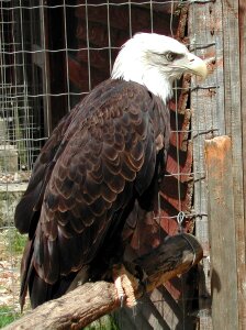 Raptor eagle bald eagle photo