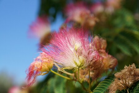 Blossom bloom nature