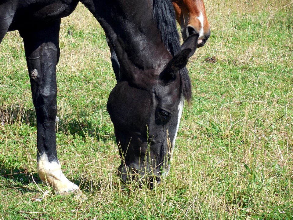 Eyes friendly equestrian