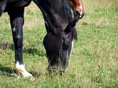 Eyes friendly equestrian photo