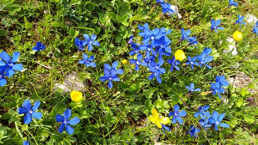 Flower alpine flower blue