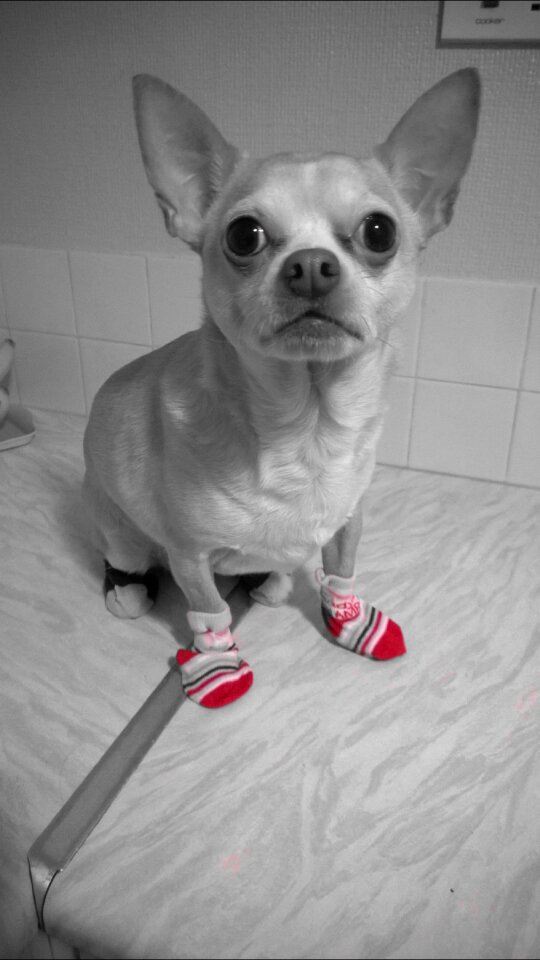 Pet cute