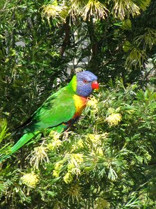 Green wildlife