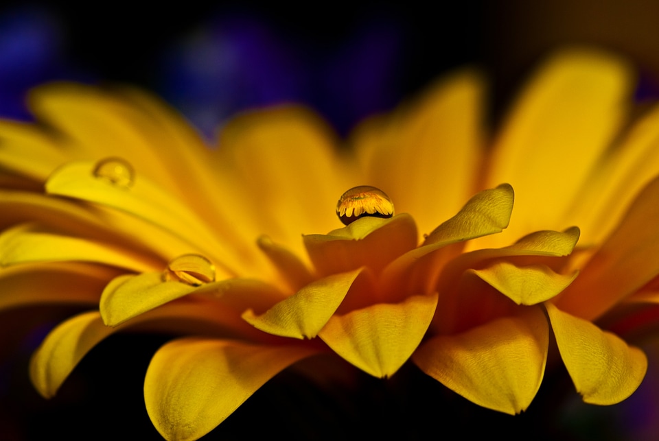 Flower macro drop of water