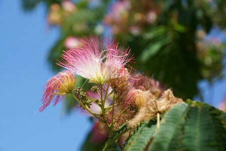 Blossom bloom nature
