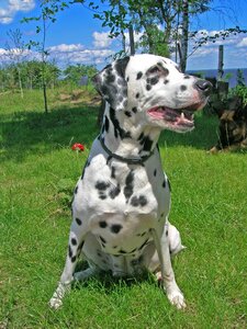 Dolmatinets dog animal