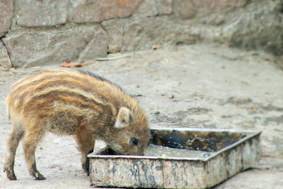 Piglet cute animal world