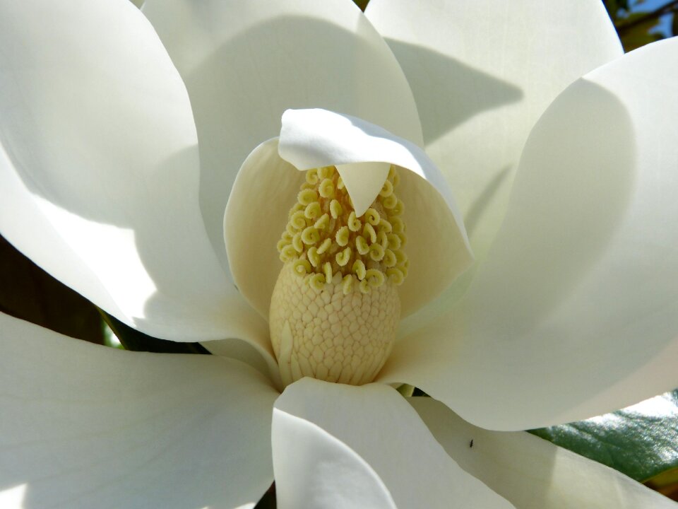 Blossom bloom white