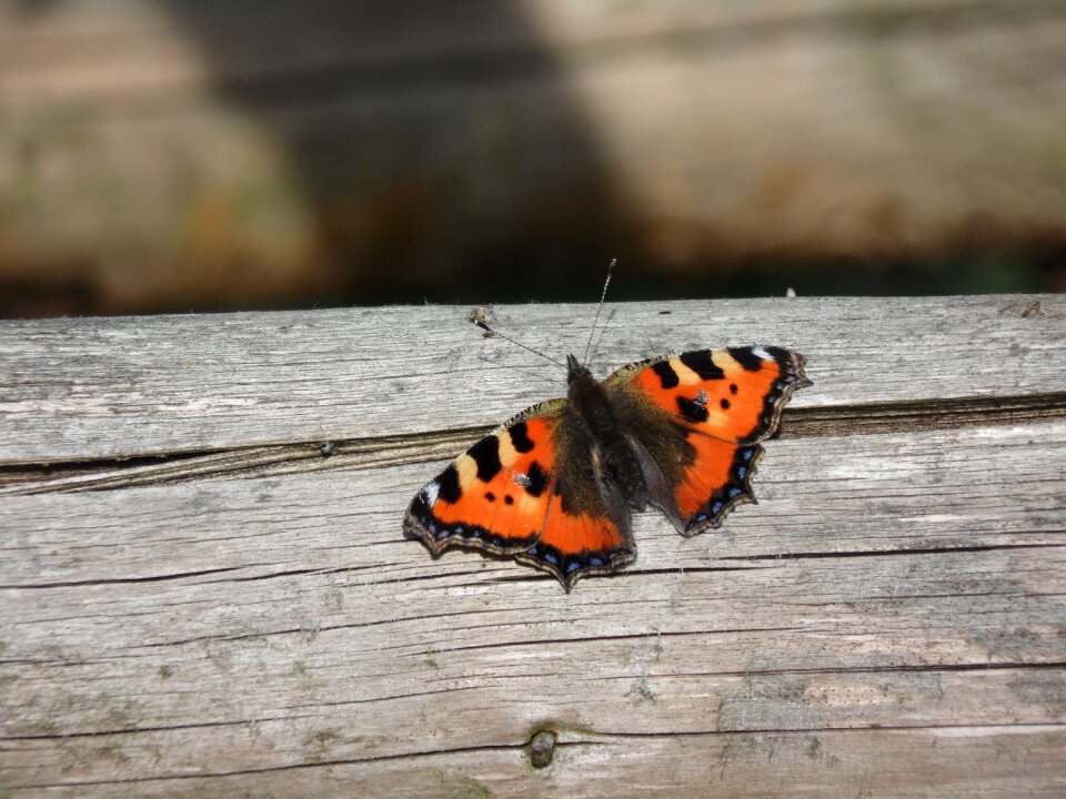 Insect butterflies nature