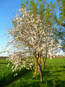 Fruit tree nature spring