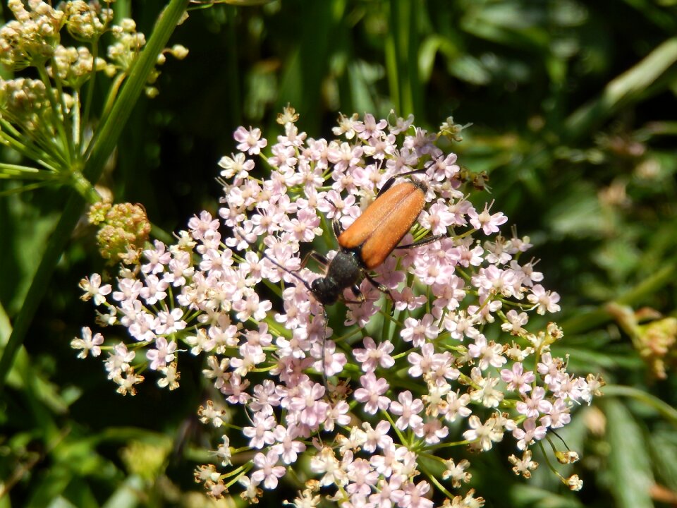 Insect macro nature