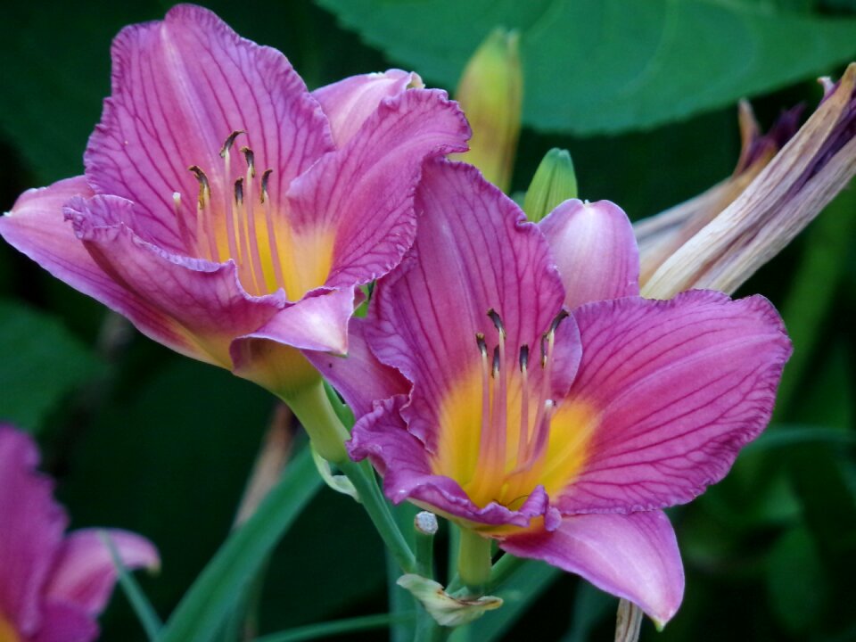 Lily nature flower