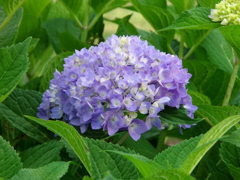 Flower garden green