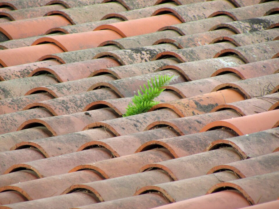 Branch catalonia house