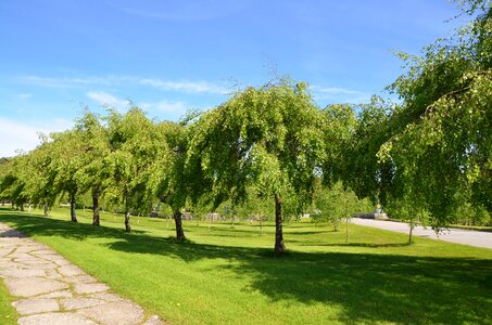 Green park landscape photo