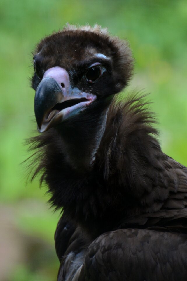 Bird of prey animal predator photo