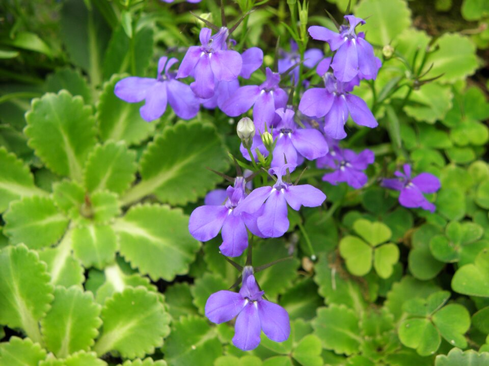 Flowers blue clovers