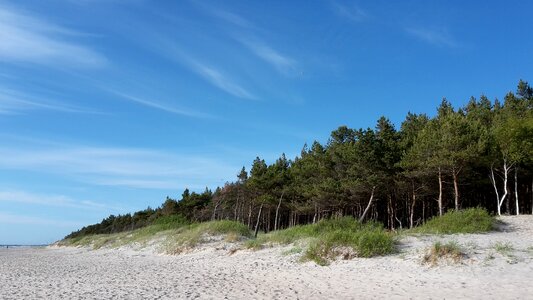 Palanga lithuania pine
