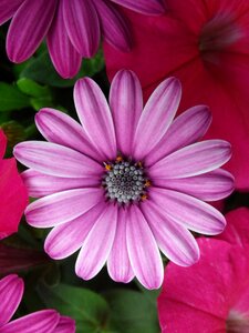 Flowers pink bright photo